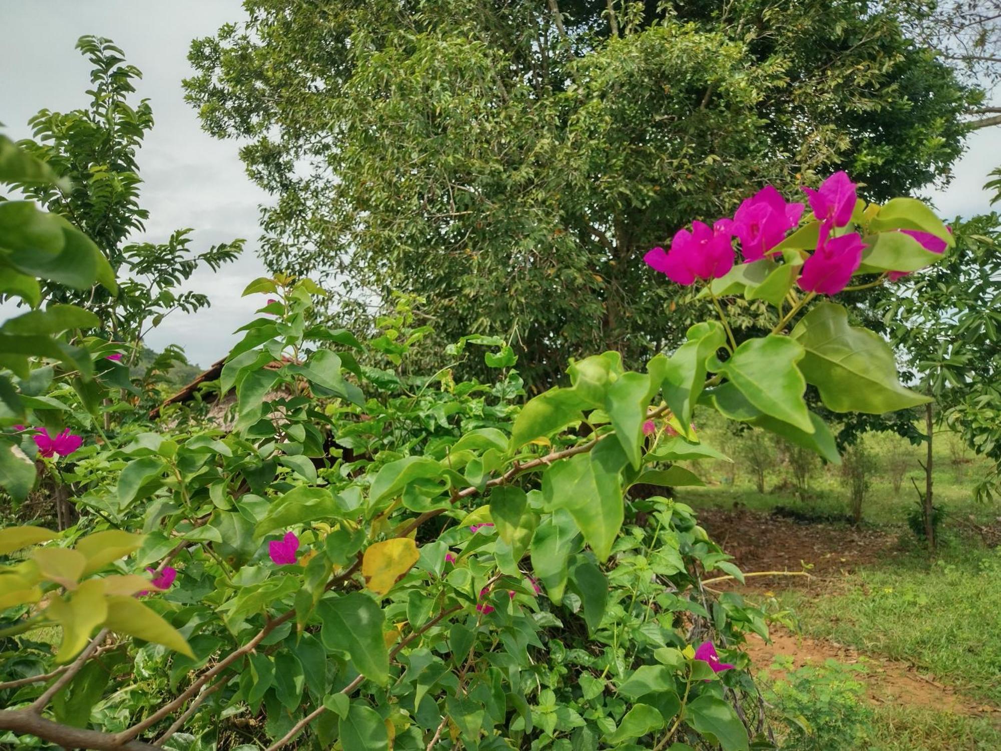 Willa Nature Kingdom Botanical Garden Hambegamuwa Zewnętrze zdjęcie